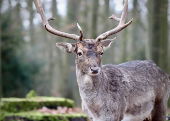 Parc animalier - app.name