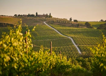 Wine tourism - Perpignan Expériences