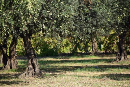Une promenade originale Public - Perpignan Expériences