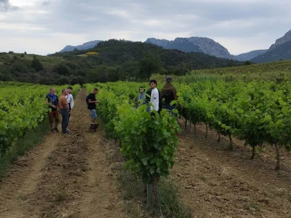 Winemaker for a Day in Saint-Paul-de-Fenouillet - Perpignan Expériences