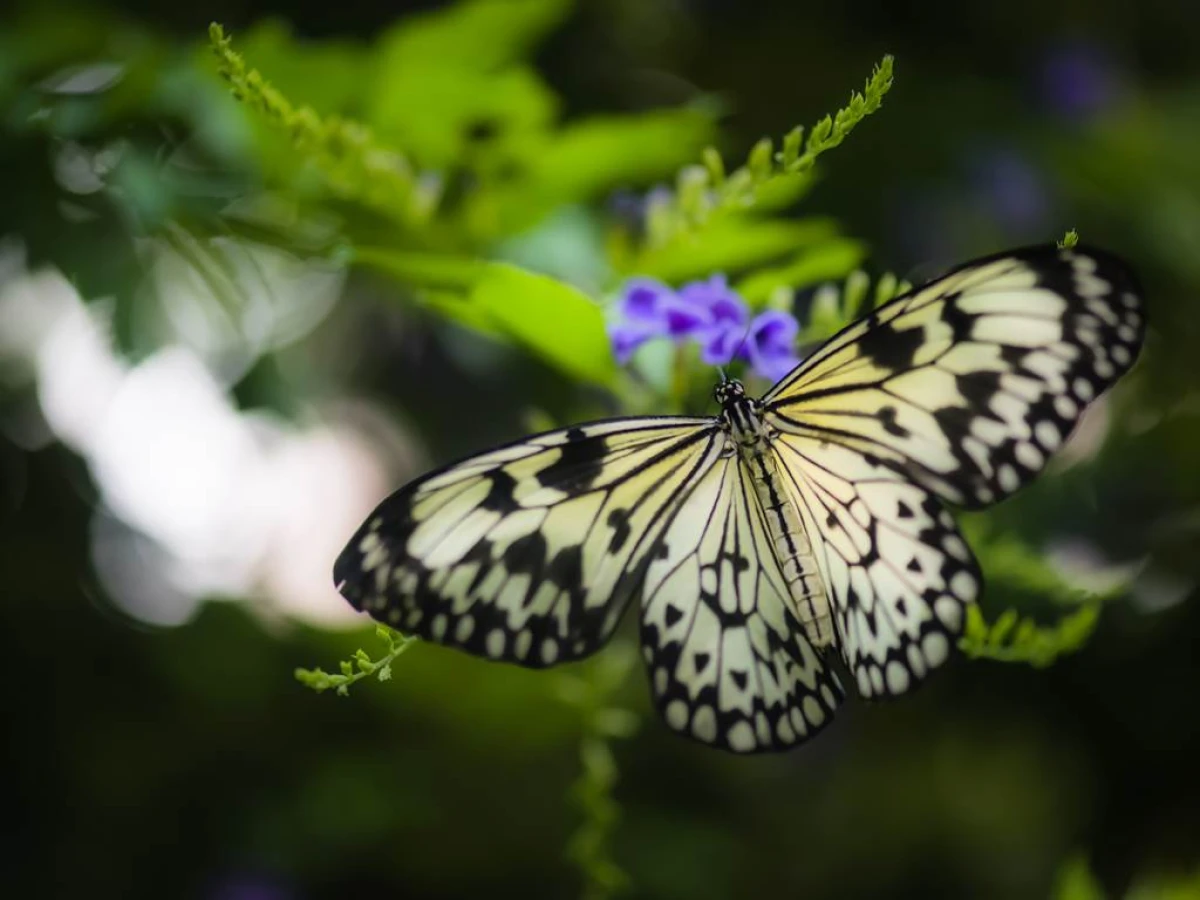 Billet d'entrée Adulte - Perpignan Expériences