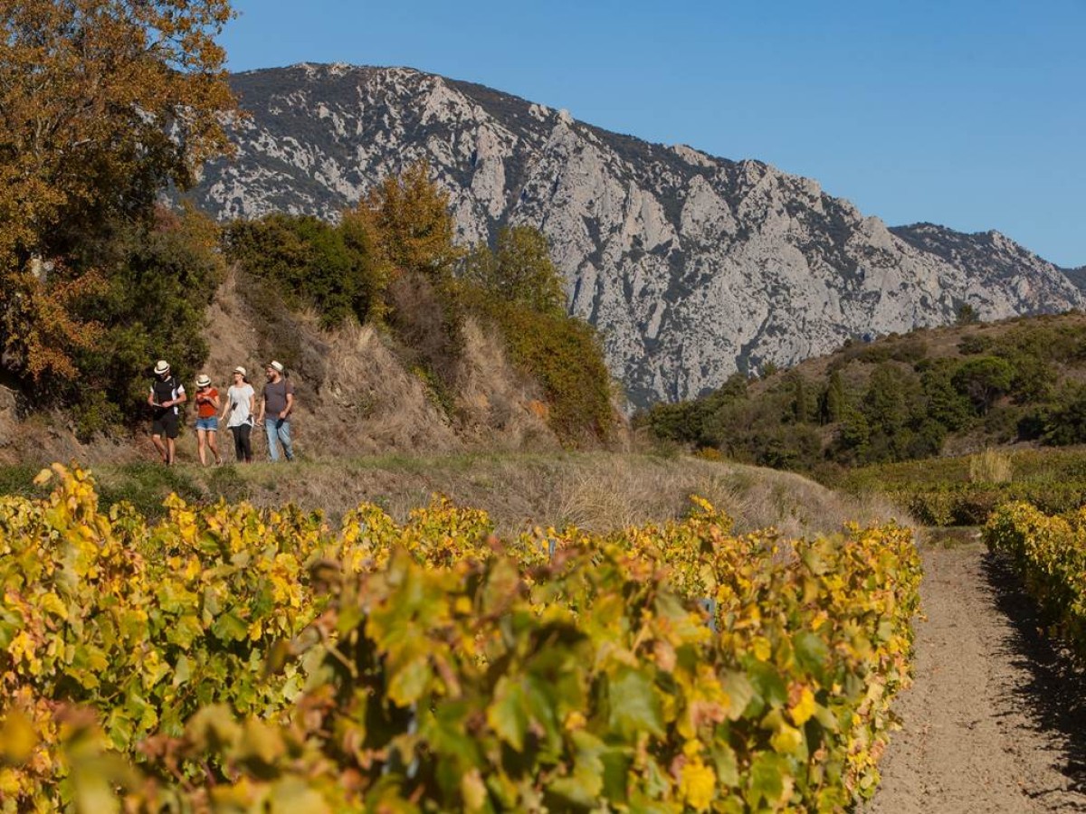 Vineyard Escape Game – 1 to 5 people - Perpignan Expériences