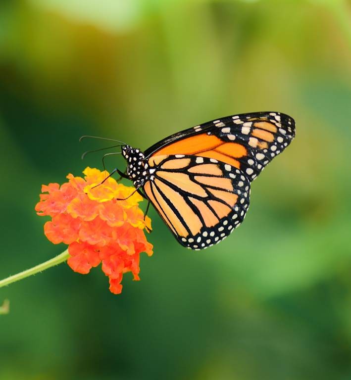 3 Billets : 2 "Entrée Adulte et 1 "Entrée Enfant" - Perpignan Expériences