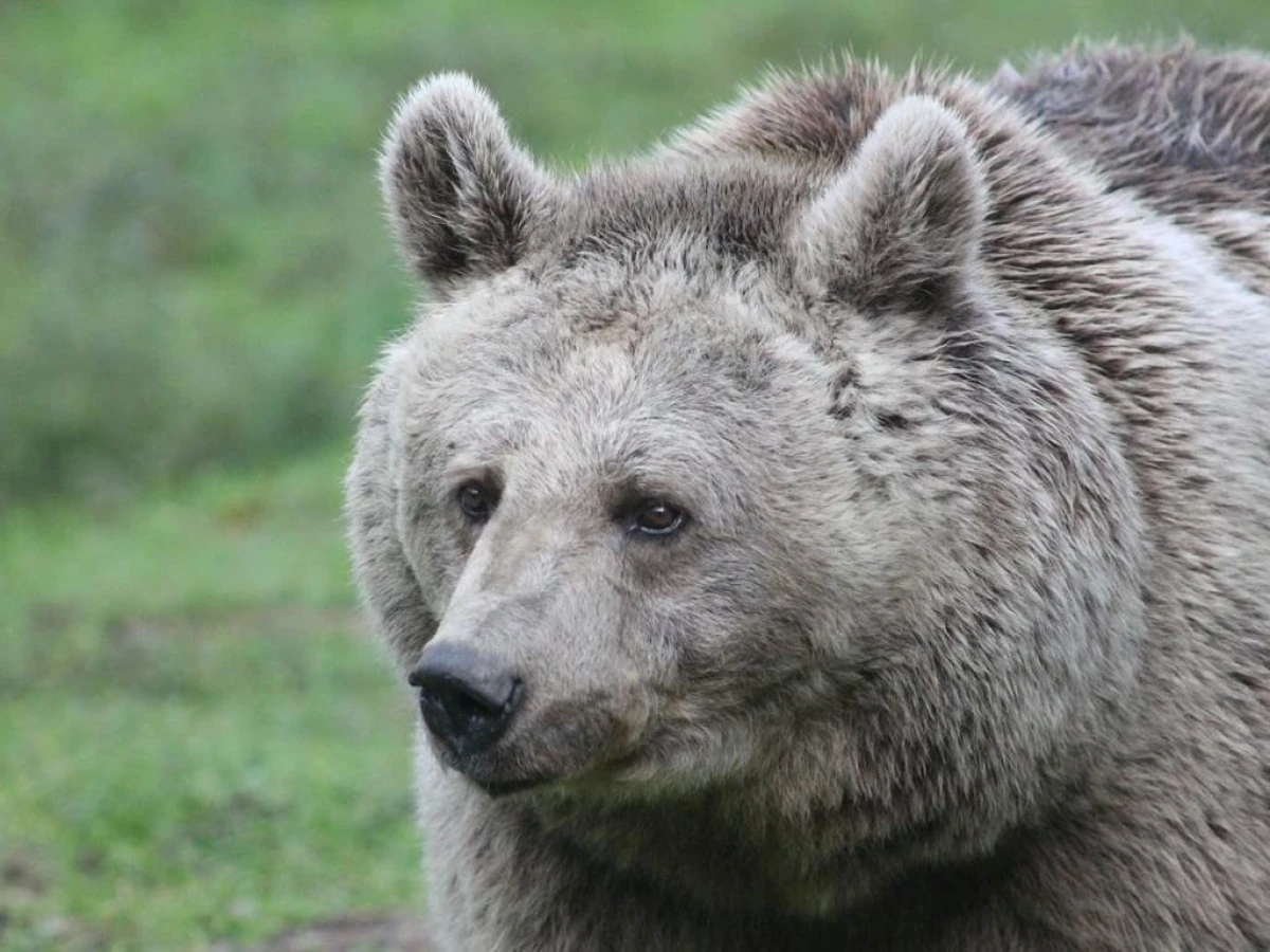 Matinée avec un soigneur (sur réservation) - Perpignan Expériences