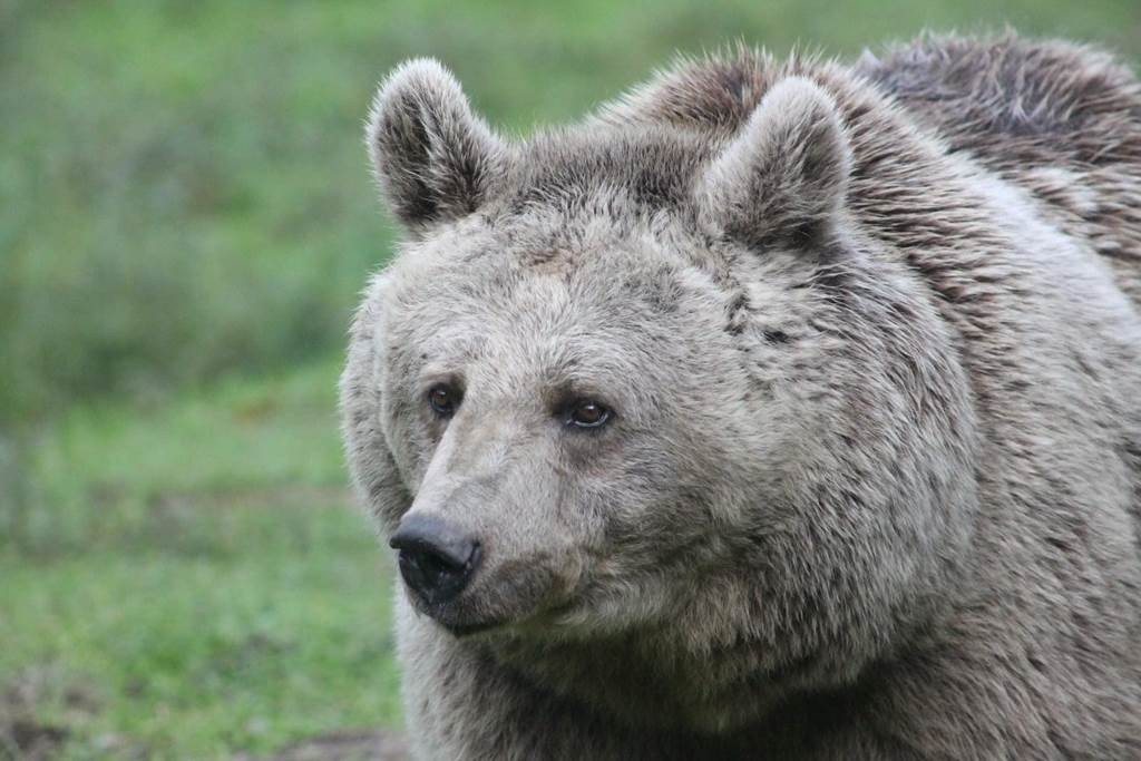 Matinée avec un soigneur (sur réservation) - Perpignan Expériences