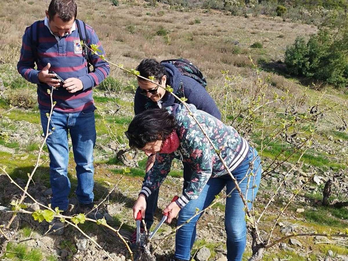 Winemaker for a Day in Saint-Paul-de-Fenouillet - Perpignan Expériences
