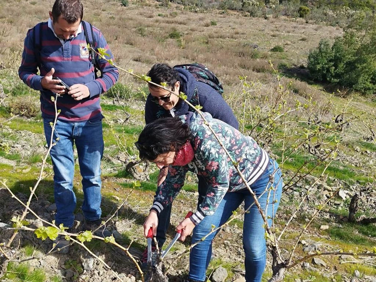 Winemaker for a Day in Saint-Paul-de-Fenouillet - Perpignan Expériences