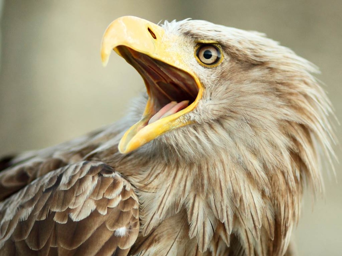 Visite de l ÉCOPARC animalier - Perpignan Expériences
