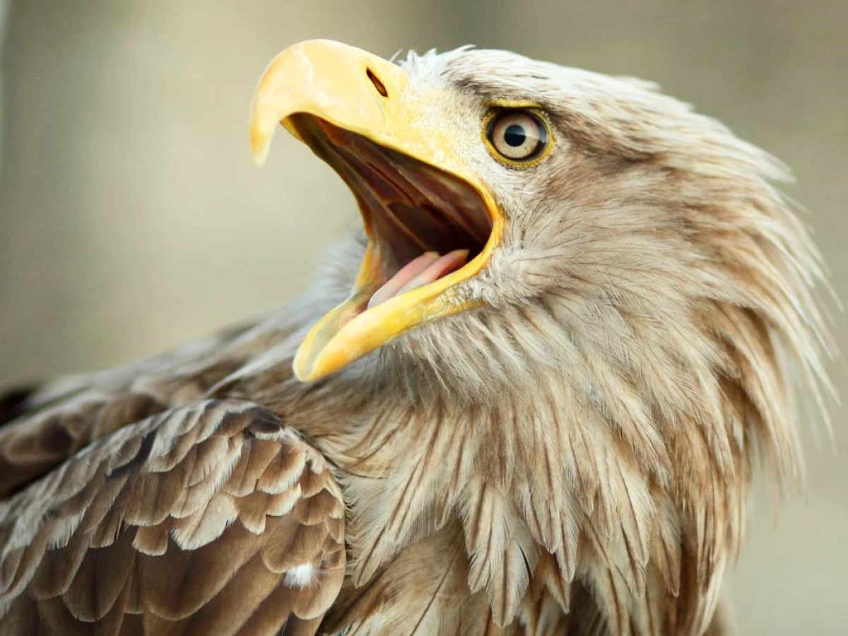 Visite de l ÉCOPARC animalier - Perpignan Expériences