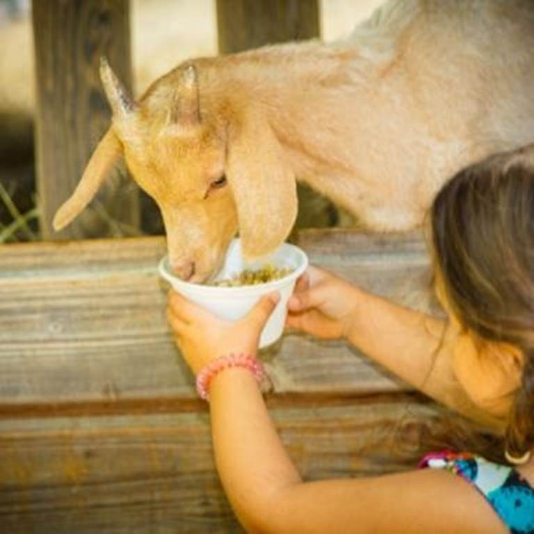Visite de la ferme adulte - Perpignan Expériences