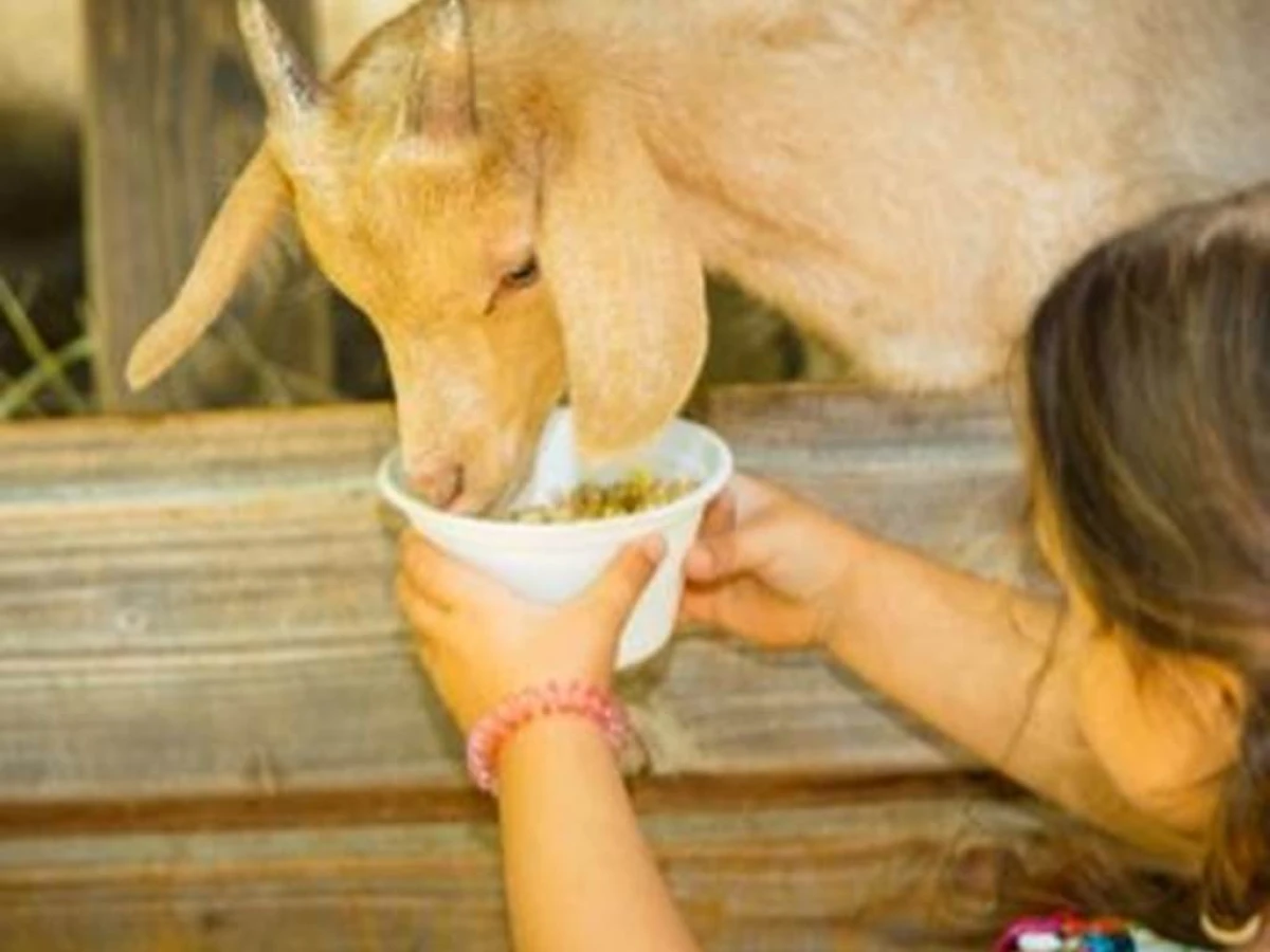 Visite de la ferme adulte - Perpignan Expériences