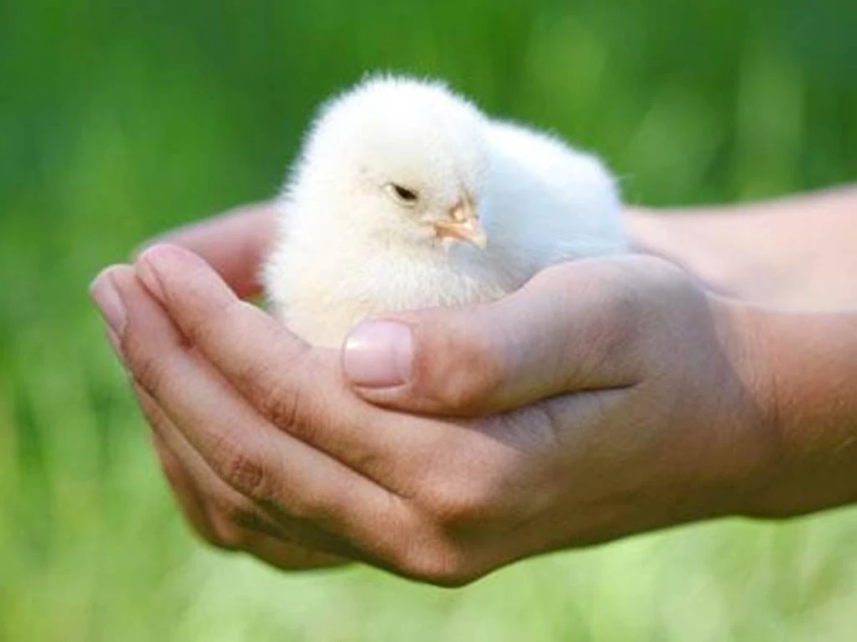 Visite de la ferme enfant - Perpignan Expériences