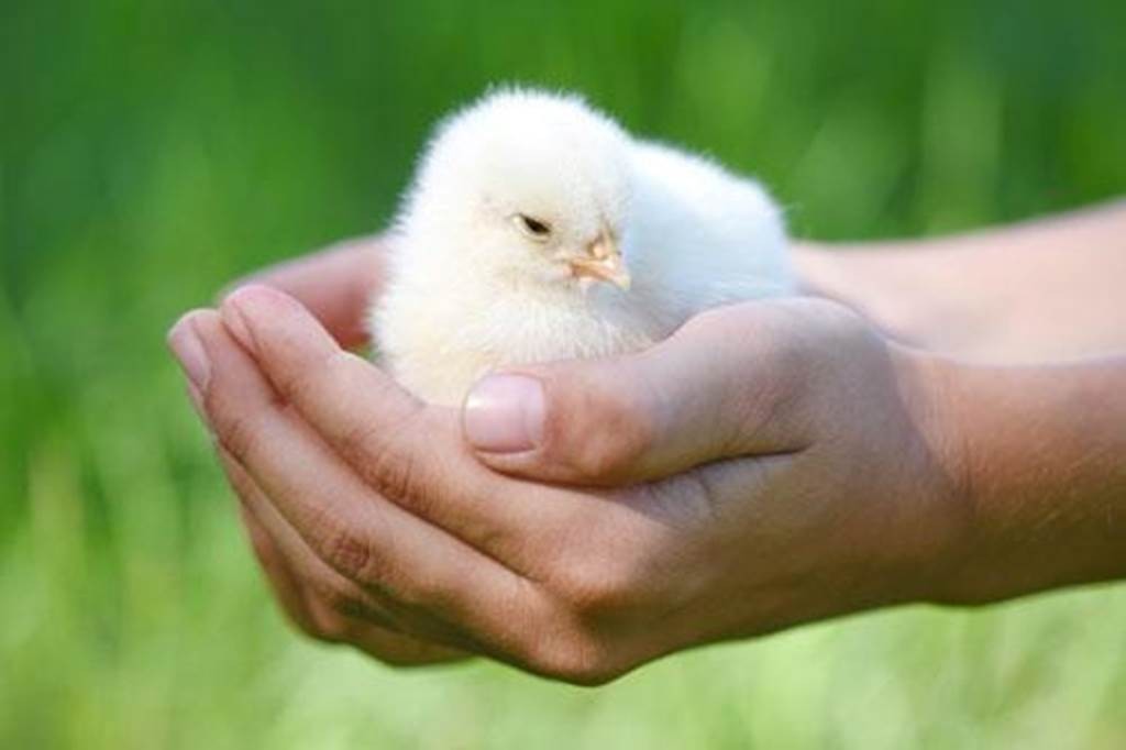 Visite de la ferme public specifique - Perpignan Expériences